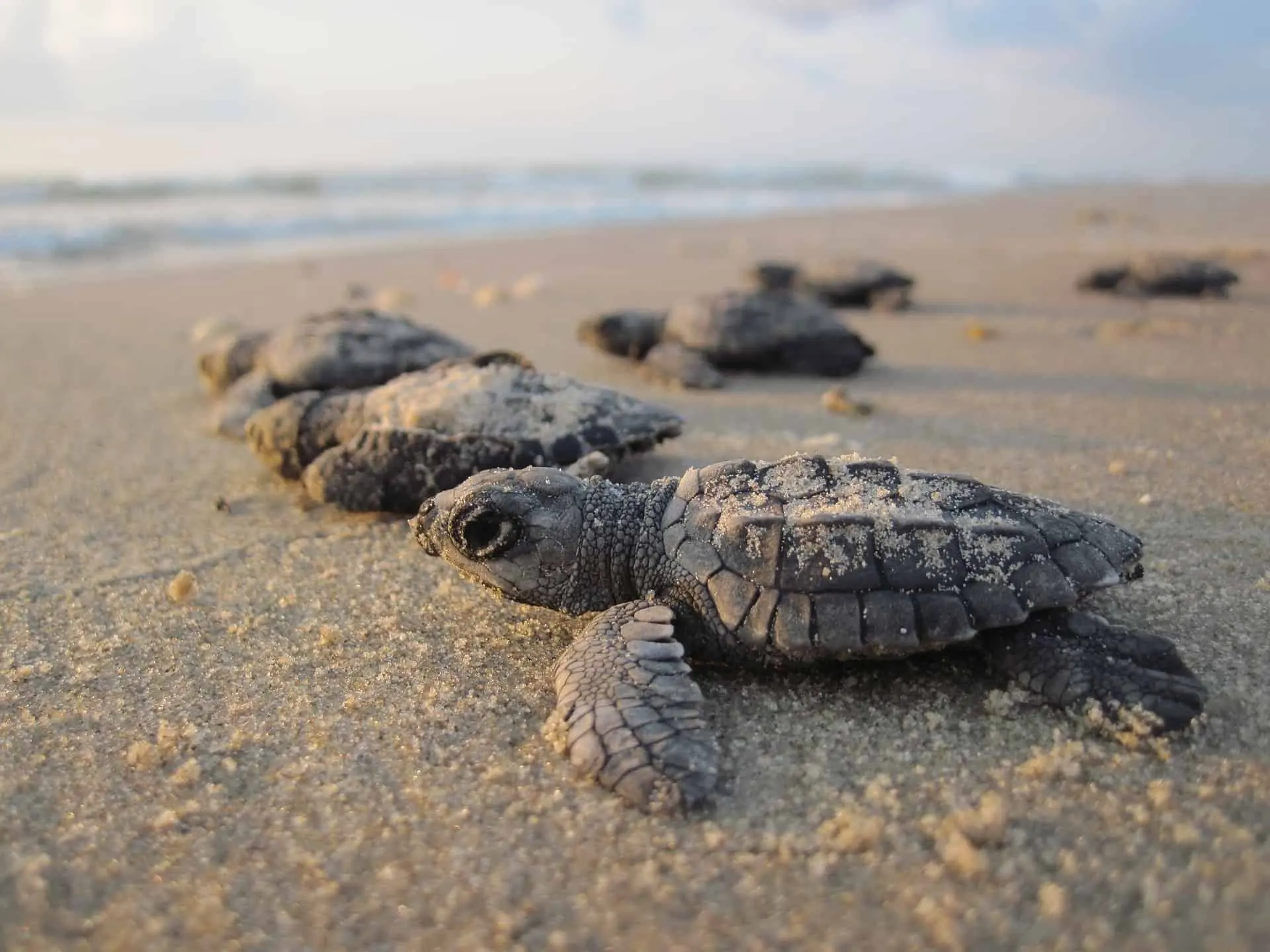 Turtle Hatchlings